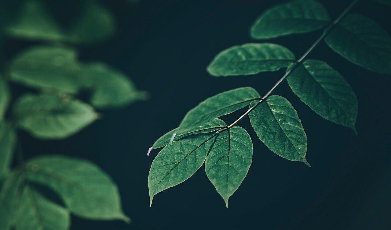 pexels-min-an-1006115